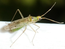 Dicyphus epilobii